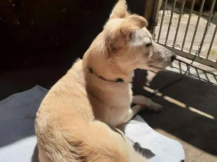 Cachorro ra a Srd idade 1 ano nome Nala