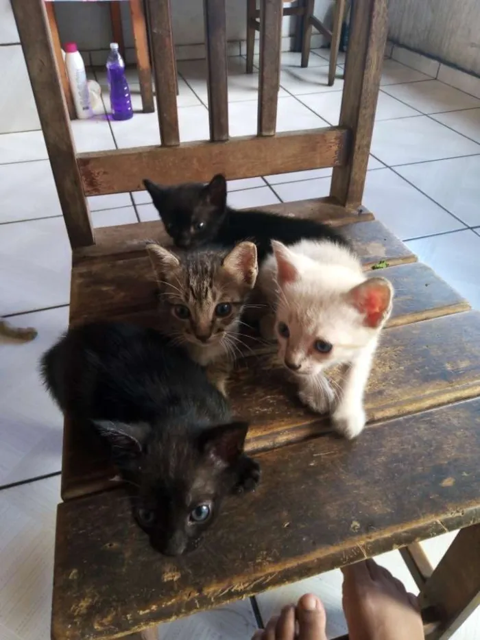 Gato raça Mista idade 2 a 6 meses nome N tem 
