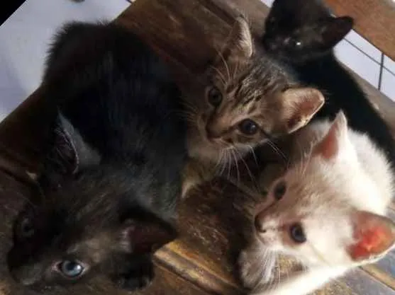 Gato raça Mista idade 2 a 6 meses nome N tem 