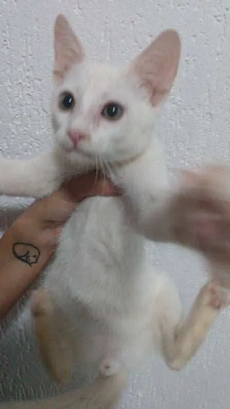 Gato ra a sem raça definida idade Abaixo de 2 meses nome Sem nome ainda