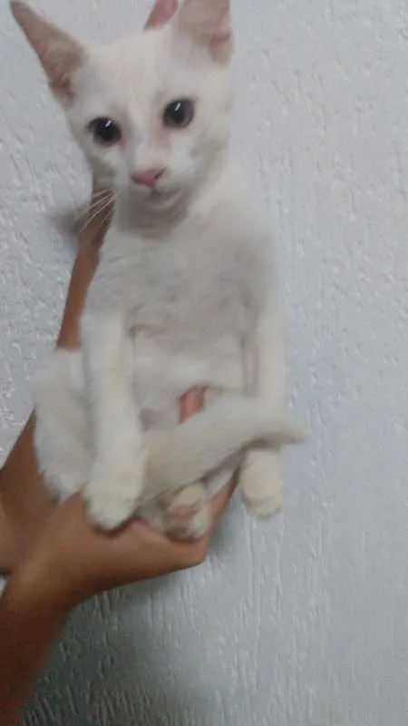 Gato ra a sem raça definida idade Abaixo de 2 meses nome Sem nome ainda