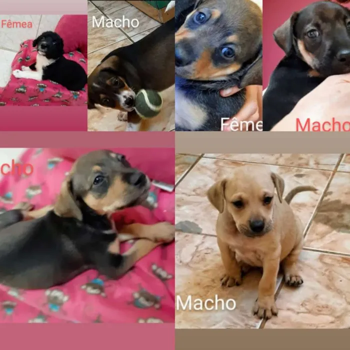Cachorro raça SRD idade Abaixo de 2 meses nome FILHOTES IVANA