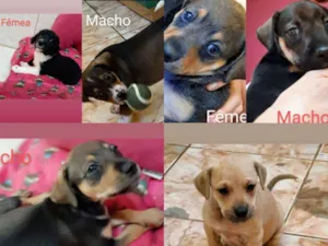 Cachorro raça SRD idade Abaixo de 2 meses nome FILHOTES IVANA