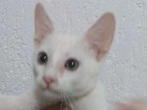 Gato raça sem raça definida idade Abaixo de 2 meses nome Sem nome ainda
