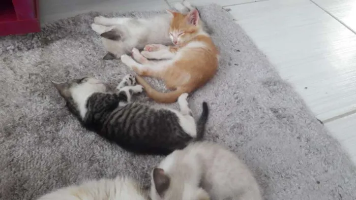 Gato raça gato idade 2 a 6 meses nome FILHOTES
