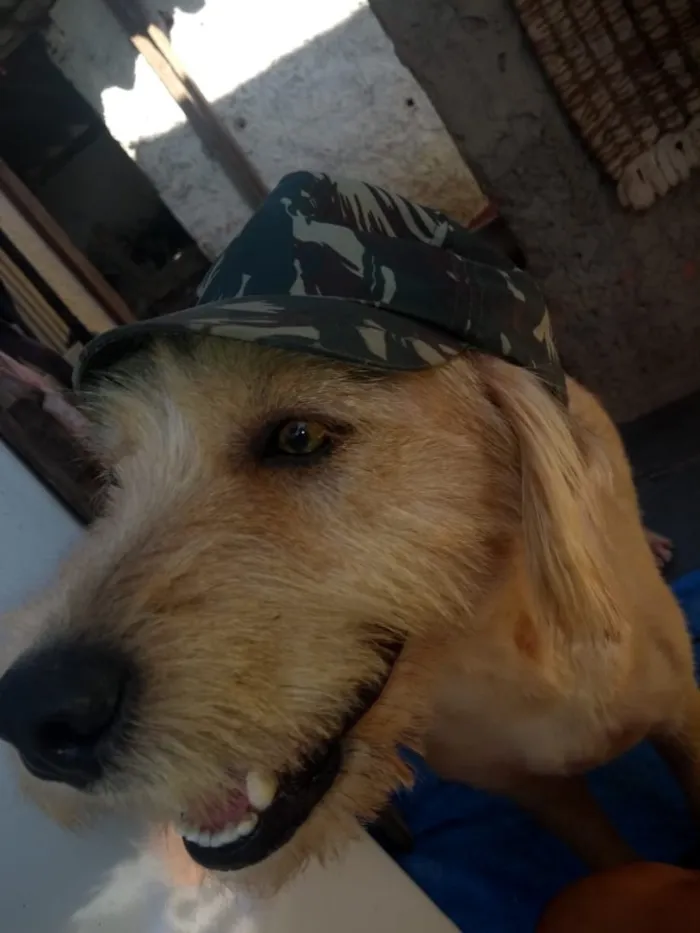 Cachorro ra a Srd idade 2 anos nome Lucky
