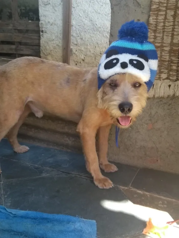 Cachorro ra a Srd idade 2 anos nome Lucky