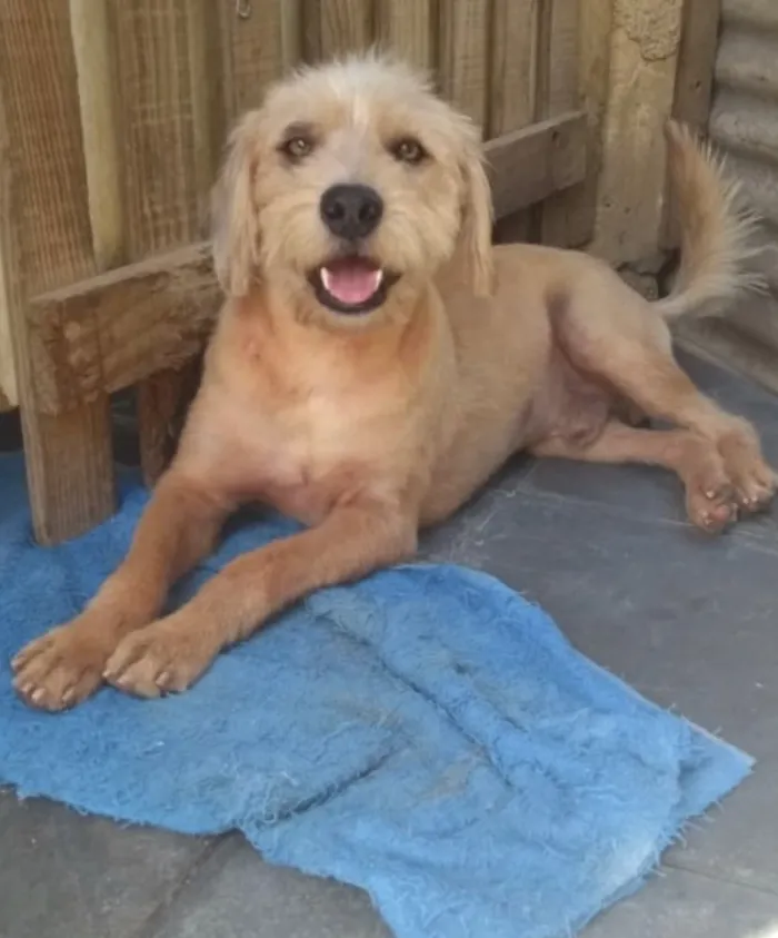 Cachorro ra a Srd idade 2 anos nome Lucky
