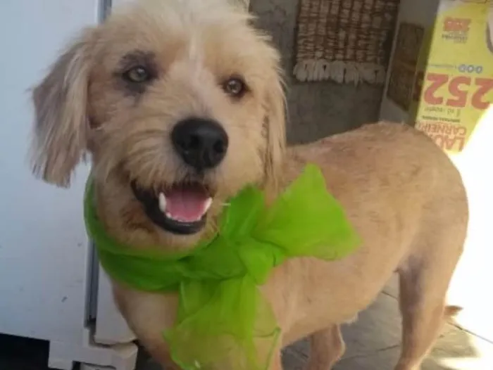 Cachorro ra a Srd idade 2 anos nome Lucky