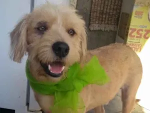 Cachorro raça Srd idade 2 anos nome Lucky