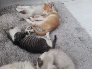 Gato raça gato idade 2 a 6 meses nome FILHOTES