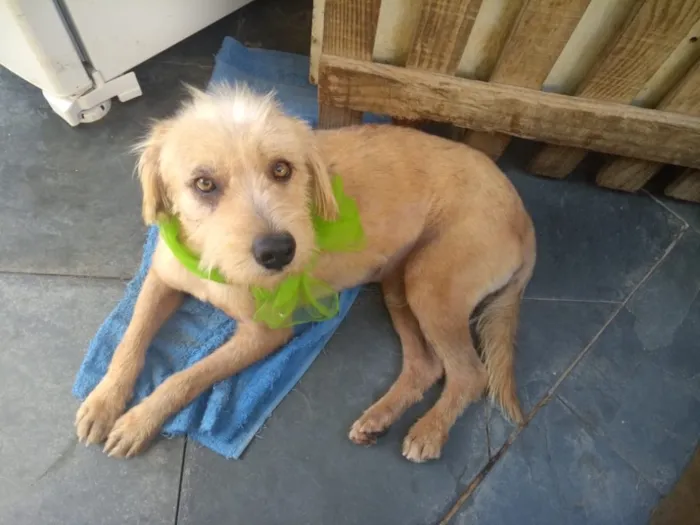 Cachorro ra a Srd idade 2 anos nome Lucky