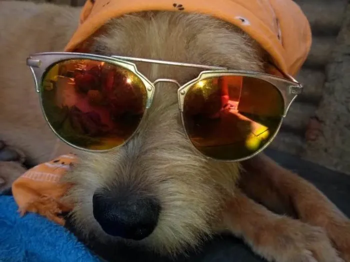 Cachorro ra a Srd idade 2 anos nome Lucky