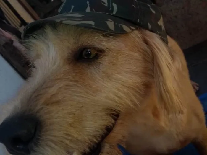 Cachorro ra a Srd idade 2 anos nome Lucky