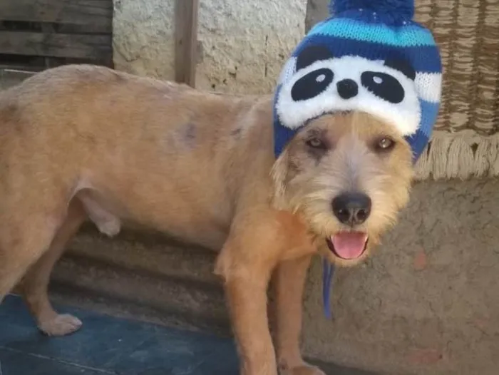 Cachorro ra a Srd idade 2 anos nome Lucky