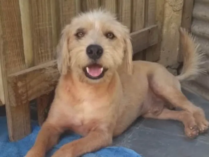 Cachorro ra a Srd idade 2 anos nome Lucky