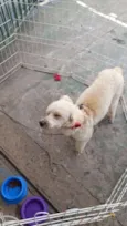 Filó 
