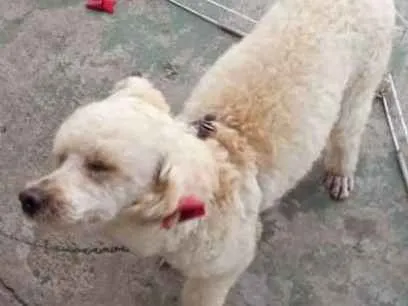 Cachorro ra a Poodle idade 2 anos nome Filó 
