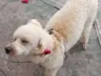 Filó