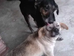 Cachorro raça SRD idade 4 anos nome Hunter e Branquela