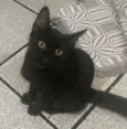 PANTERA