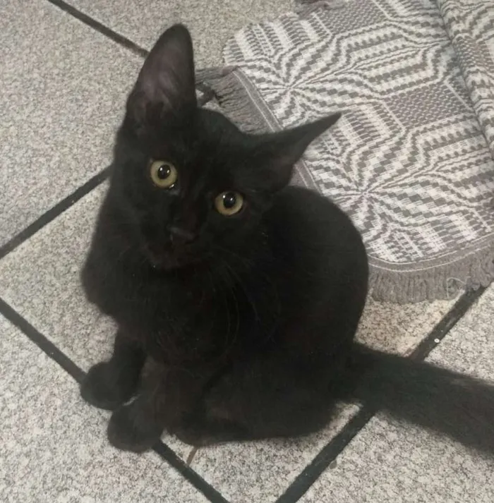 Gato raça SRD idade 2 a 6 meses nome PANTERA
