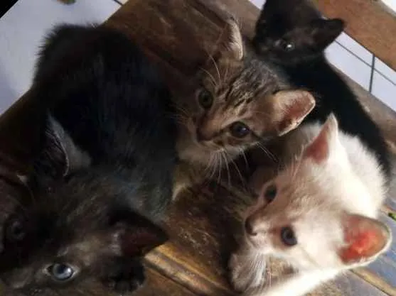 Gato raça Mista idade 2 a 6 meses nome N tem 