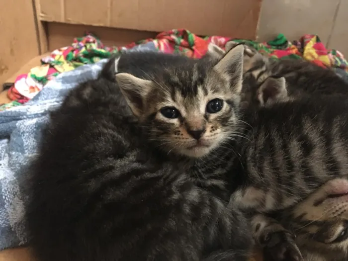 Gato raça Mistura idade Abaixo de 2 meses nome Gatinhos Filhotes
