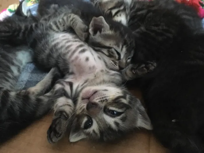 Gato raça Mistura idade Abaixo de 2 meses nome Gatinhos Filhotes