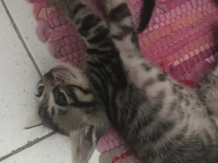 Gato raça Mistura idade Abaixo de 2 meses nome Gatinhos Filhotes