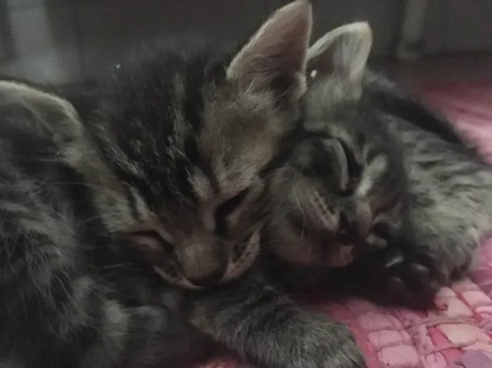 Gato raça Mistura idade Abaixo de 2 meses nome Gatinhos Filhotes