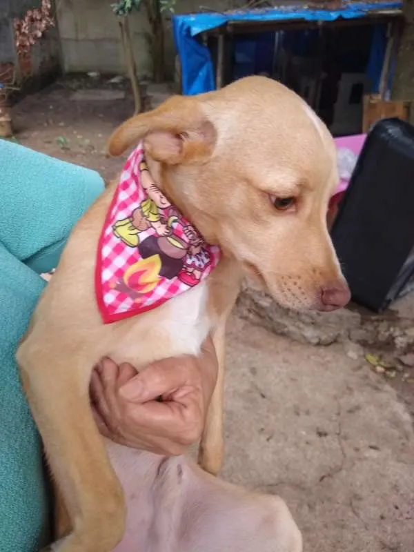 Cachorro ra a srd idade 7 a 11 meses nome Teteco 