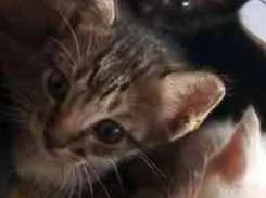Gato raça Mista idade 2 a 6 meses nome N tem 