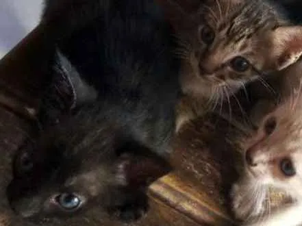 Gato raça Mista idade 2 a 6 meses nome N tem 