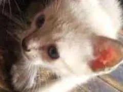 Gato raça Mista idade 2 a 6 meses nome N tem 