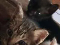 Gato raça Mista idade 2 a 6 meses nome N tem 