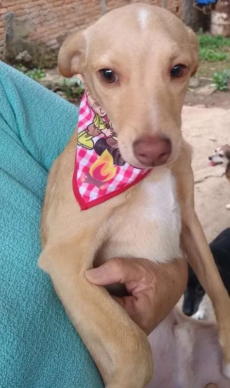 Cachorro ra a srd idade 7 a 11 meses nome Teteco 