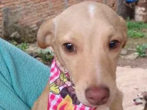 Cachorro raça srd idade 7 a 11 meses nome Teteco 