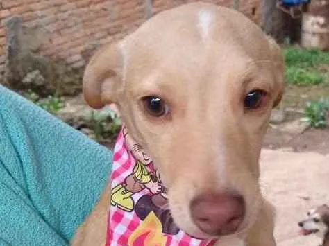 Cachorro ra a srd idade 7 a 11 meses nome Teteco 