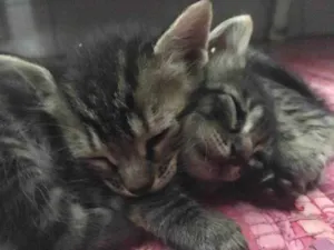 Gato raça Mistura idade Abaixo de 2 meses nome Gatinhos Filhotes