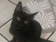 PANTERA