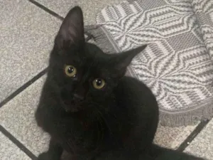 Gato raça SRD idade 2 a 6 meses nome PANTERA