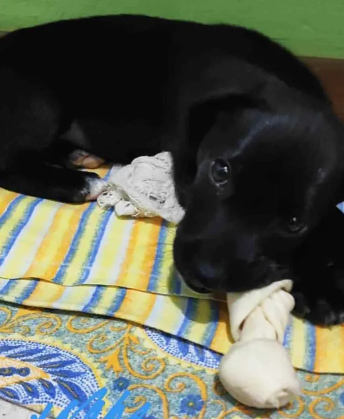 Cachorro ra a SRD idade 2 a 6 meses nome Capitu