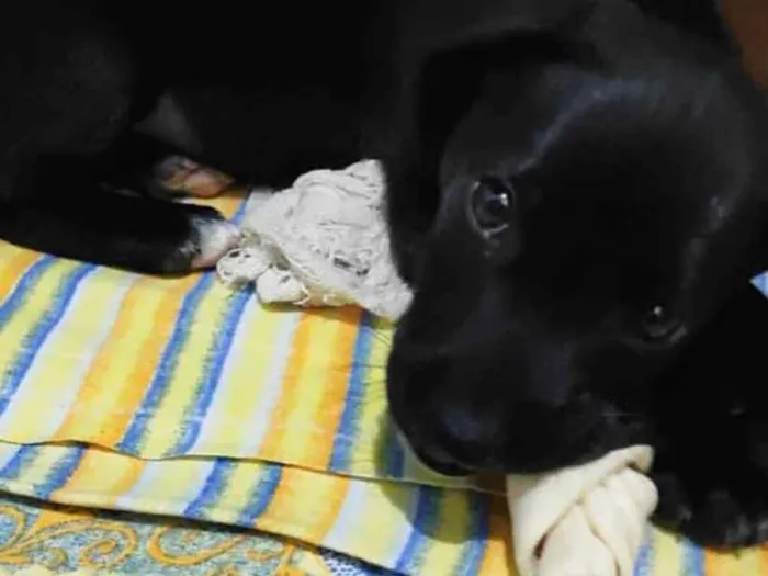 Cachorro ra a SRD idade 2 a 6 meses nome Capitu