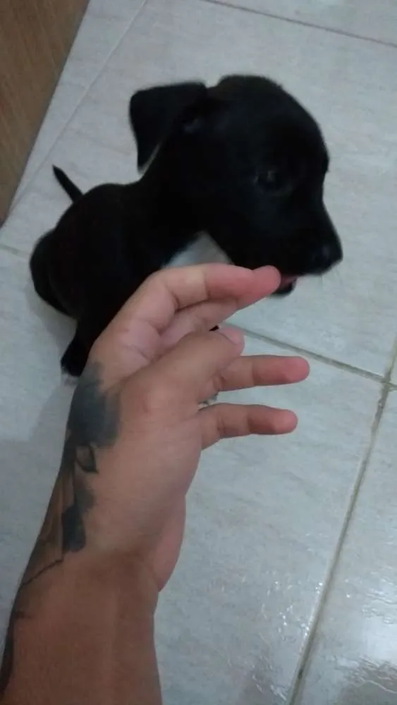 Cachorro ra a SRD idade 2 a 6 meses nome Capitu