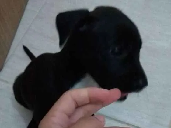 Cachorro ra a SRD idade 2 a 6 meses nome Capitu