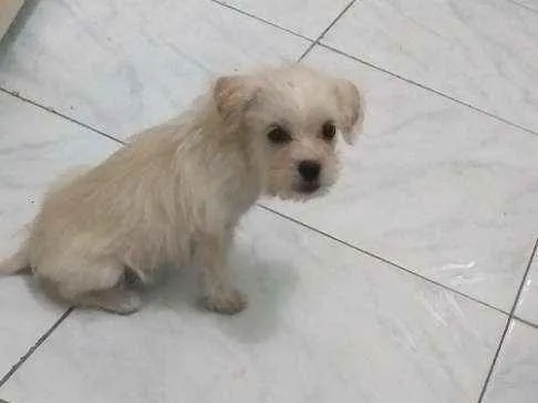 Cachorro ra a Indefinido  idade 2 a 6 meses nome Sem nome 
