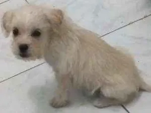 Cachorro raça Indefinido  idade 2 a 6 meses nome Sem nome 