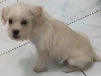 Cachorro ra a Indefinido  idade 2 a 6 meses nome Sem nome 