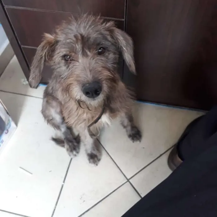 Cachorro ra a SRD idade 7 a 11 meses nome Nina